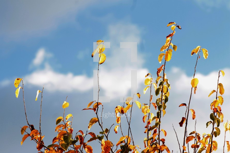 yellow leaves on bush against a blue sky 