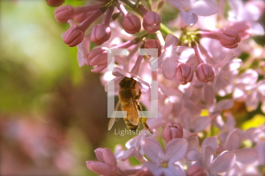 a bumble bee on pink flowers 