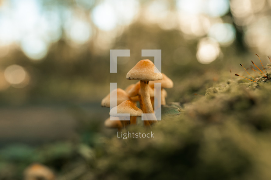 Mushrooms growing on a log, wild mushroom plants in nature, macro scene, forest floor, woodland setting, morning sunrise, evening sunset golden hour