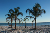 Palm trees on a beach 