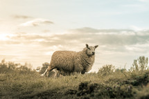 Adult sheep in a field, rural farm setting