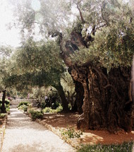Ancient olive trees in the Garden of Gethsemene