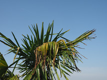 palm tree (Arecaceae) tree over blue sky with copy space