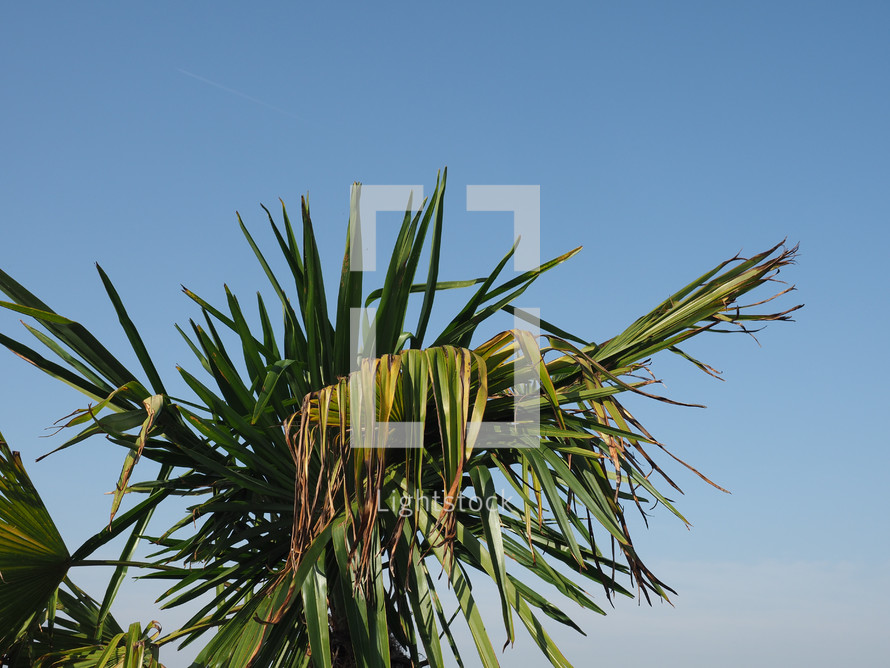 palm tree (Arecaceae) tree over blue sky with copy space
