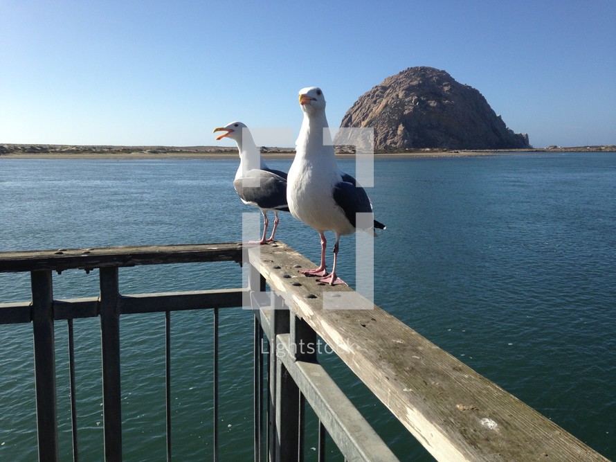 seagulls on a railing 
