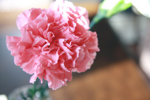 Pink carnation flower.