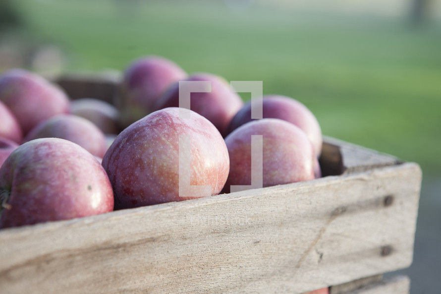 apples in a wooden crate 