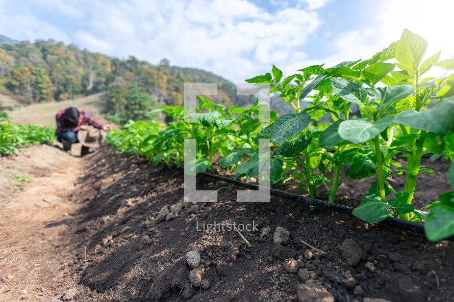 Rows of young potato plants with a man standing in background in the rural kitchen garden