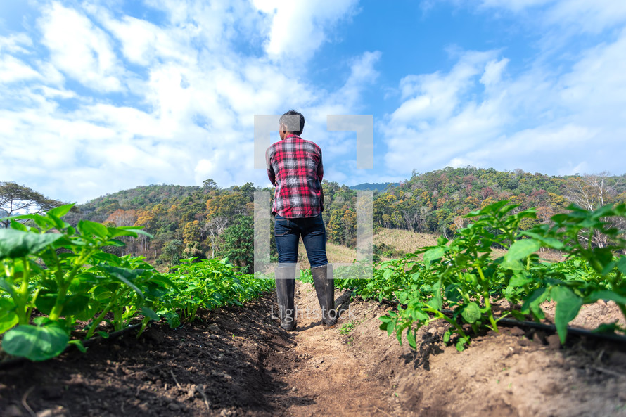 Rows of young of potato plants with a man standing in background in the rural kitchen garden