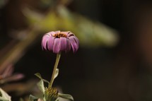 wilted pink flower 