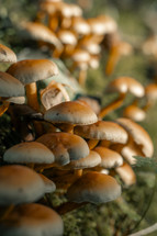 Mushroom cluster, wild fungus, fungi growing on moss, forest floor, wild mushrooms