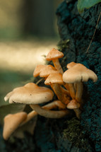 Cluster of mushrooms growing on a log, wild mushroom plants in nature, macro scene, forest floor, woodland setting