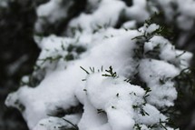 snow on evergreen 