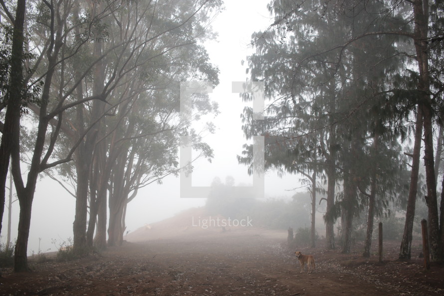 Dog in a misty forest
