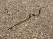 snake heading diagonally on concrete 