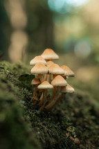 Cluster of mushrooms growing on a log, wild mushroom plants in nature, macro scene, forest floor, woodland setting