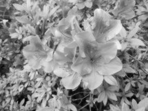 azalea flowers on bush in soft black and white