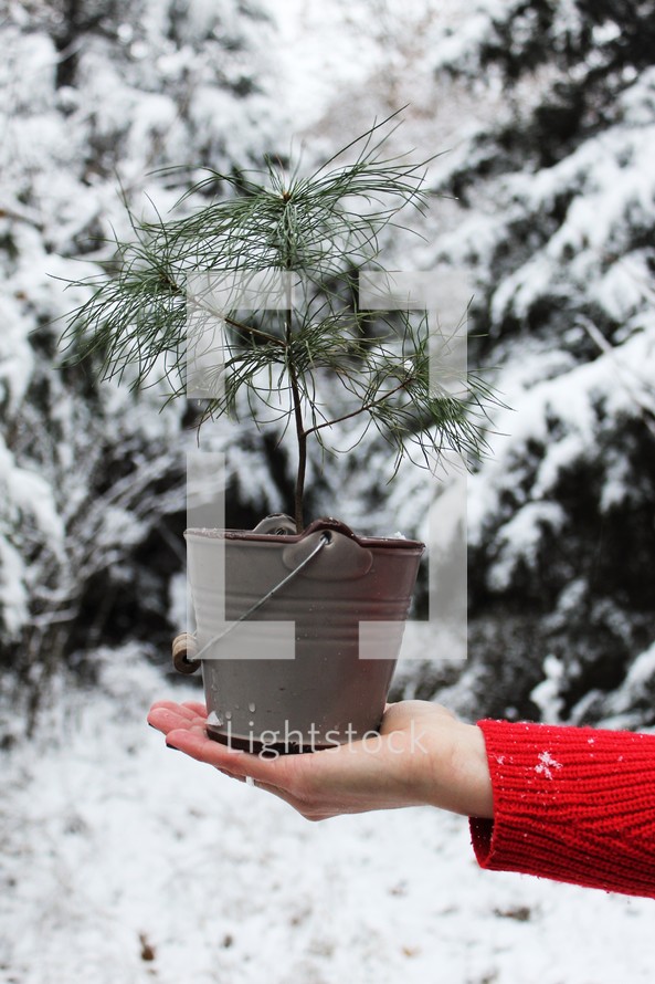 woman holding a tiny Christmas tree