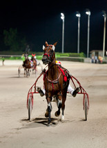 Training trotters race in hippodrome