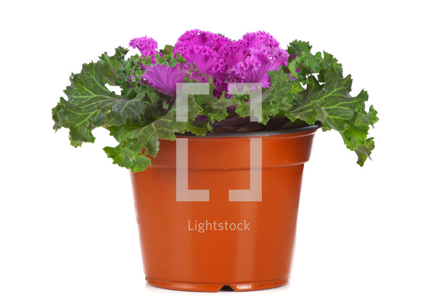 Ornamental Purple Kale or cabbage in flowerpot on white background