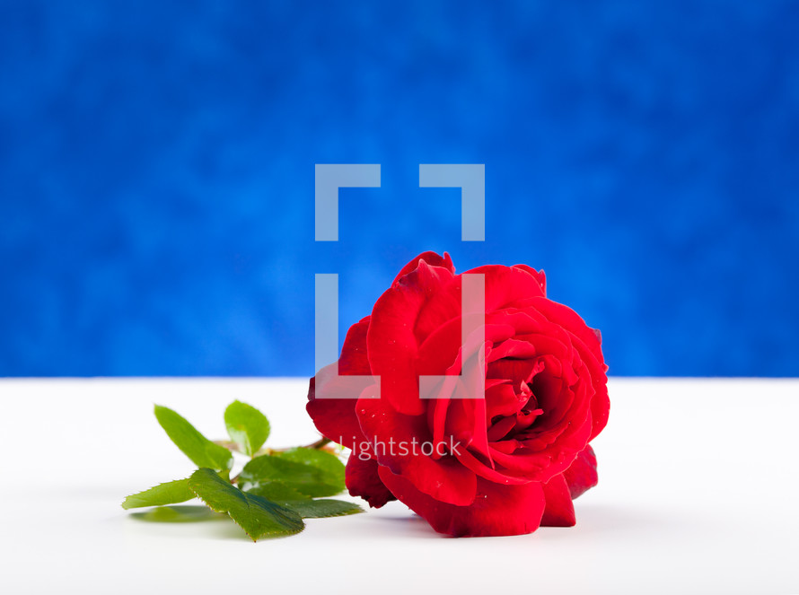 One red rose on white table over blue blackgrund