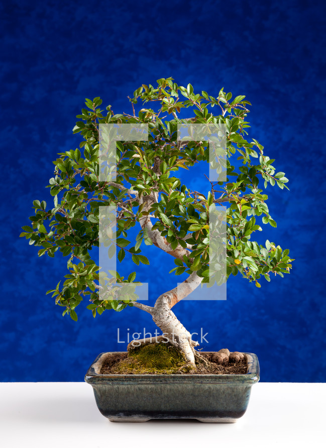 Bonsai tree photographed in the studio on blue background