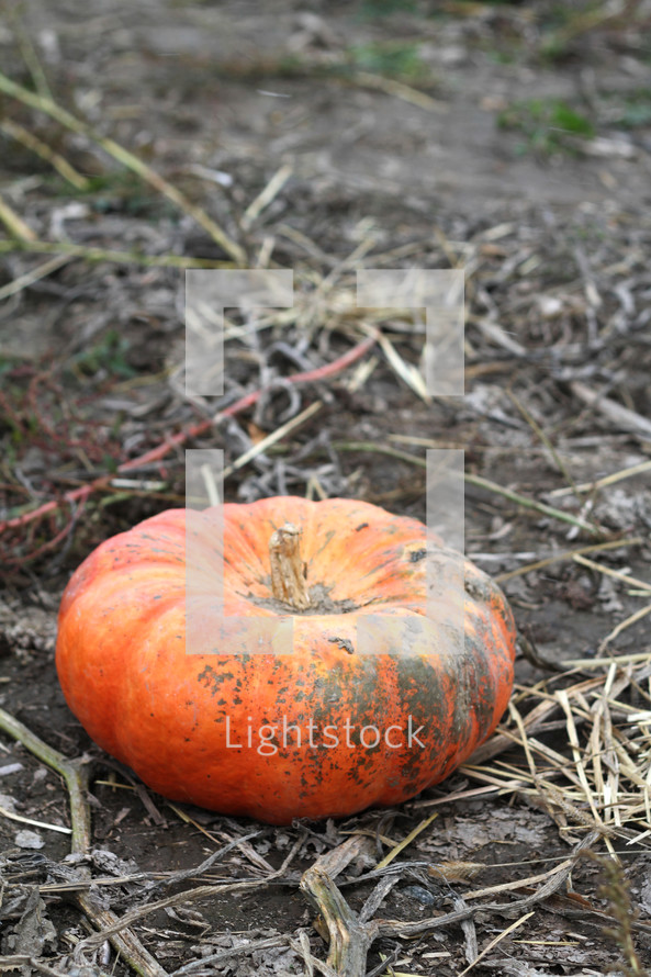 orange pumpkins on the ground 