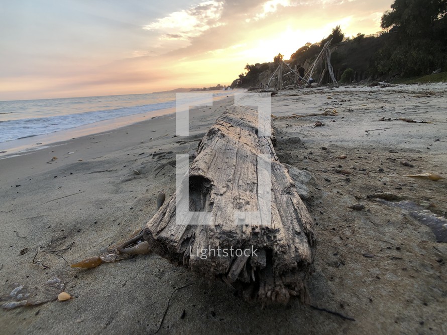 driftwood washed up on a beach 