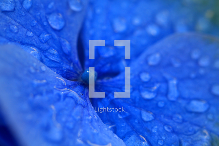 closeup of morning dew on a blue hydrangea flower 