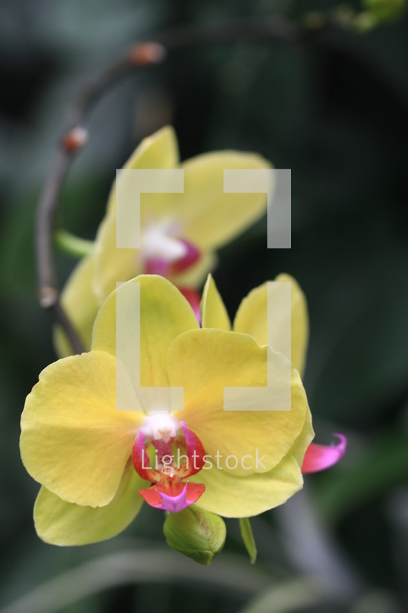yellow and pink orchids 