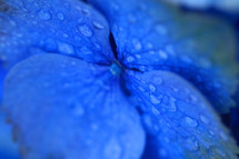 closeup of morning dew on a blue flower