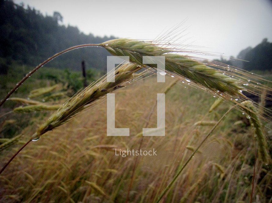 stalks of wheat in the rain. Numbers 18:12