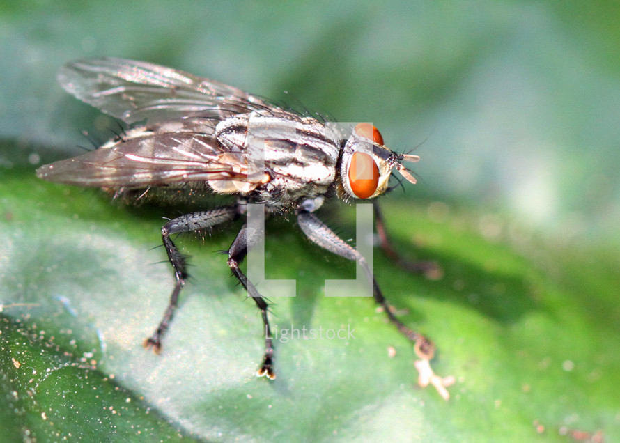 closeup of a house fly 