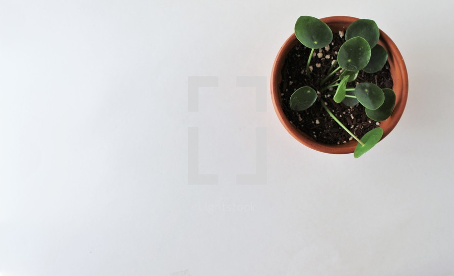 overhead view of potted plants 