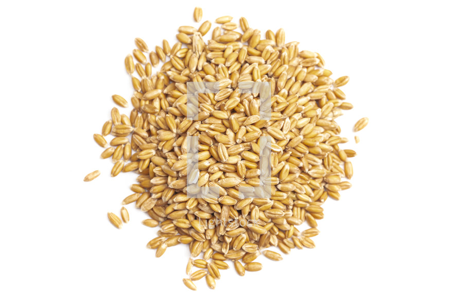 grains on a white background 