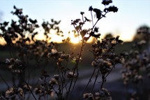 fuzzy flowers at sunset 