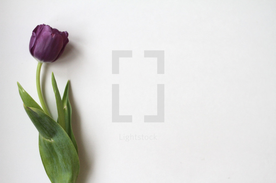 single purple tulip on white 