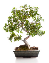 white bonsai tree