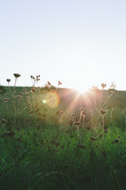 Sunlight on the horizon of a field of grass and wildflowers.