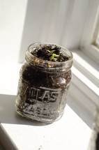 sprout growing in a mason jar