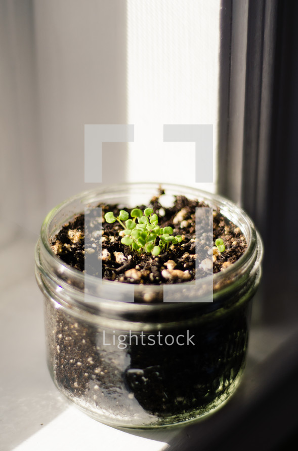 sprout growing in a jar