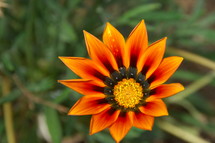 orange, red, yellow, and black flower 