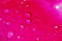 rain drops on a pink flower petal 