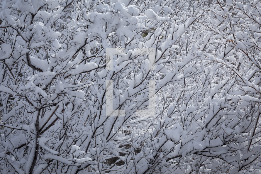 fresh snow on branches 