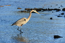blue heron and rocky shore 