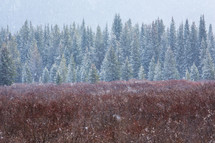 Brown bushes and evergreen trees with a dusting of snow.