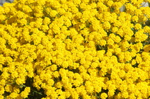 yellow flowers 