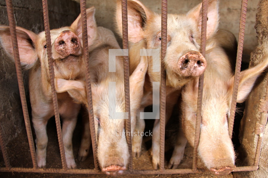 Pigs in a pen