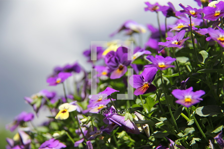 Cascade of purple pansy flowers