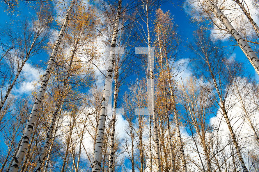 Birch trees against the blue sky